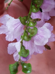 Prostanthera linearis