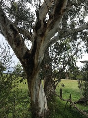 Eucalyptus pauciflora pauciflora