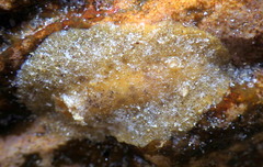 Sclerodoris