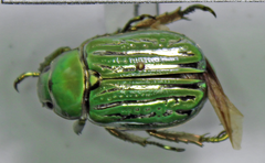Chrysina gloriosa