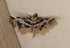 Diasemiopsis leodocusalis