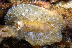 Sclerodoris