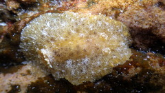 Sclerodoris