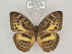 Bebearia languida