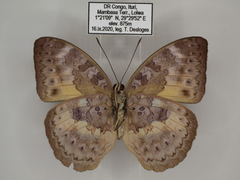 Bebearia languida