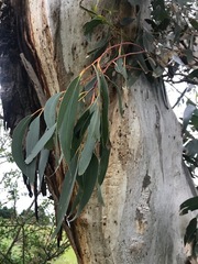Eucalyptus pauciflora pauciflora