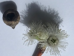 Eucalyptus pauciflora pauciflora