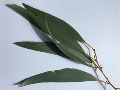 Eucalyptus pauciflora pauciflora