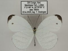 Leptosia alcesta inalcesta