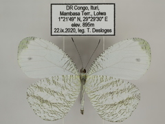 Leptosia alcesta inalcesta