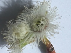 Eucalyptus pauciflora pauciflora