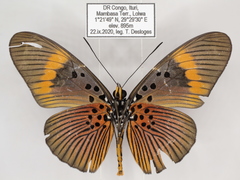 Pseudacraea eurytus eurytus