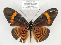 Pseudacraea eurytus eurytus