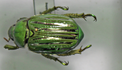 Chrysina gloriosa