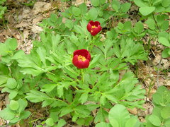 Paeonia peregrina