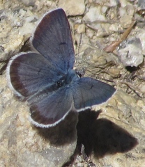 Icaricia shasta