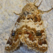Third Flower Moth - Photo (c) Diana-Terry Hibbitts, some rights reserved (CC BY-NC), uploaded by Diana-Terry Hibbitts