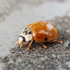 Harmonia axyridis