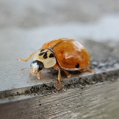Harmonia axyridis