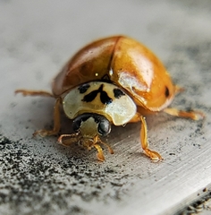 Harmonia axyridis
