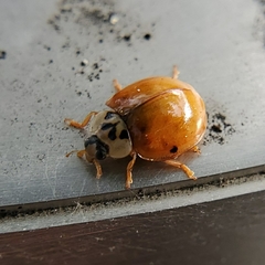 Harmonia axyridis