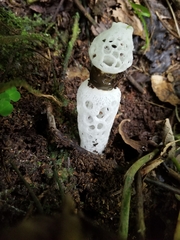 Staheliomyces cinctus