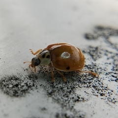 Harmonia axyridis