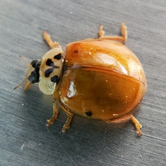 Harmonia axyridis