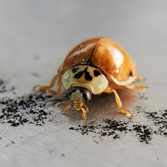 Harmonia axyridis