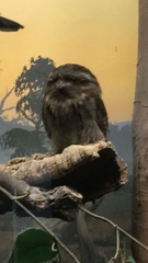 Caprimulgiformes