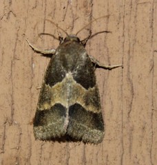 Schinia lynx