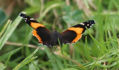 Vanessa dimorphica dimorphica