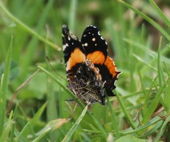 Vanessa dimorphica dimorphica