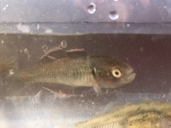 Hypseleotris