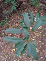Lithocarpus brevicaudatus