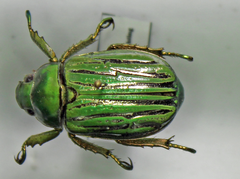 Chrysina gloriosa
