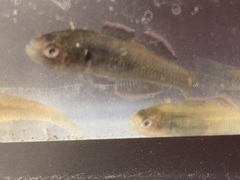 Hypseleotris