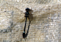 Macrothemis pseudimitans