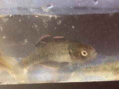 Hypseleotris