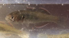 Hypseleotris