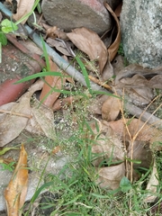 Eragrostis amabilis