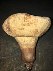 Tylopilus variobrunneus