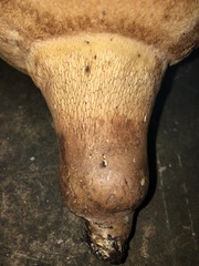 Tylopilus variobrunneus