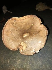 Tylopilus variobrunneus