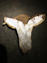 Tylopilus variobrunneus