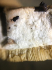 Tylopilus variobrunneus