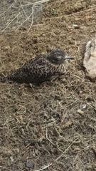 Burhinus