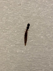 Euborellia annulipes