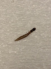 Euborellia annulipes