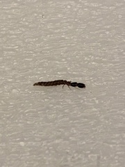 Euborellia annulipes